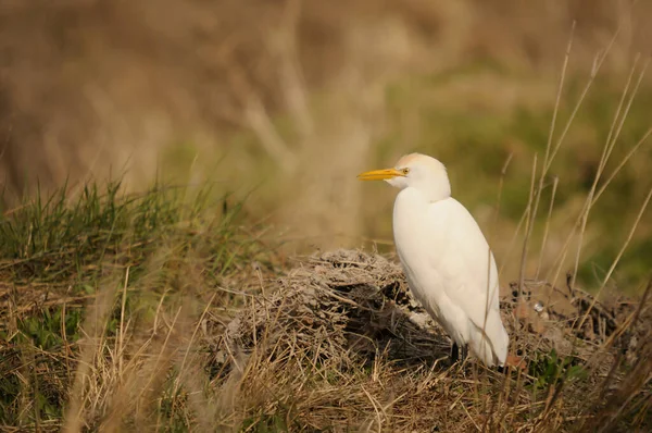 The Cattle Egret es una especie de anfibios de la familia Ardeidae.. — Foto de Stock