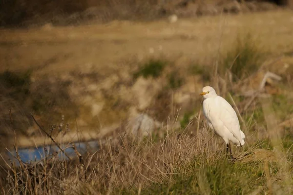 The Cattle Egret is a species of the Ardeidae family. — Photo