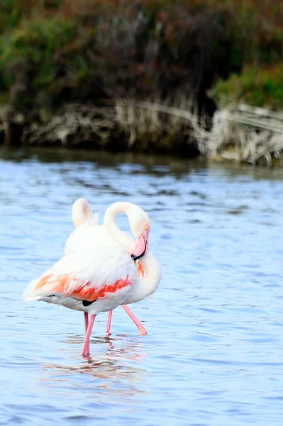 The common flamingo is a species of phoenicopteriform bird in the Phoenicopteridae family. — Stock Fotó