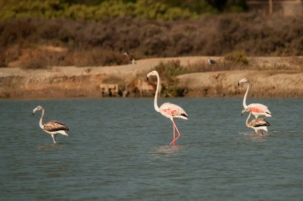 The common flamingo is a species of phoenicopteriform bird in the Phoenicopteridae family. — Stockfoto