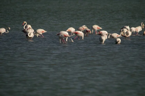 The common flamingo is a species of phoenicopteriform bird in the Phoenicopteridae family. — Foto Stock