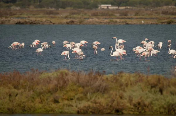 The common flamingo is a species of phoenicopteriform bird in the Phoenicopteridae family. — Stock Fotó