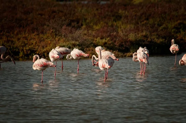The common flamingo is a species of phoenicopteriform bird in the Phoenicopteridae family. — Stockfoto
