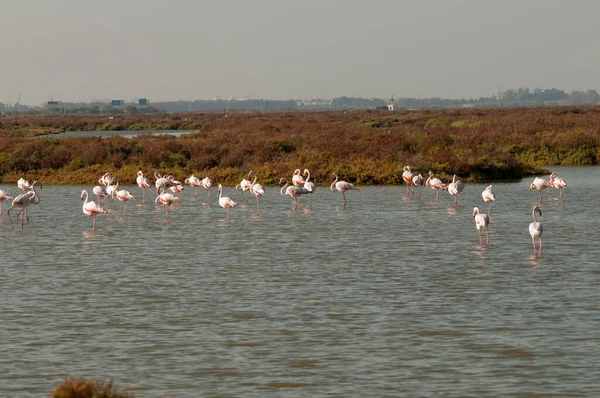 The common flamingo is a species of phoenicopteriform bird in the Phoenicopteridae family. — Fotografia de Stock
