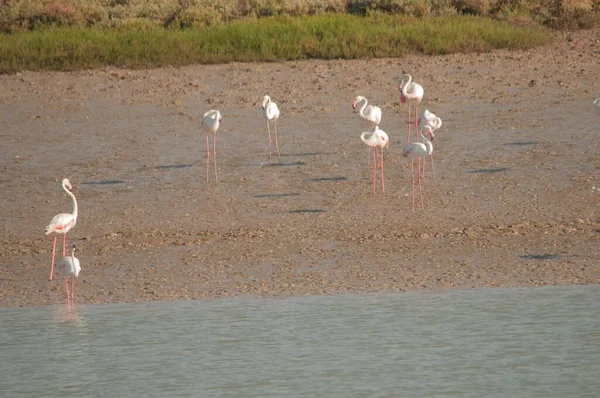 The common flamingo is a species of phoenicopteriform bird in the Phoenicopteridae family. — ストック写真