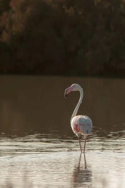 The common flamingo is a species of phoenicopteriform bird in the Phoenicopteridae family. — стокове фото
