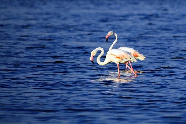 The common flamingo is a species of phoenicopteriform bird in the Phoenicopteridae family. — Stockfoto