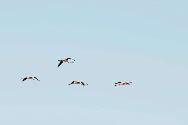 El flamenco común es una especie de ave fenicopteriforme de la familia Phoenicopteridae.. —  Fotos de Stock