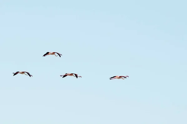 The common flamingo is a species of phoenicopteriform bird in the Phoenicopteridae family. — Foto de Stock