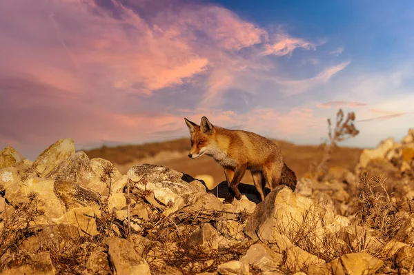 Fox farejando em plena liberdade, desconfiado e astuto. — Fotografia de Stock