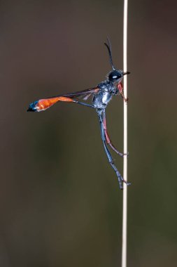 Ammophila - Ammophila is the type genus of the subfamily Ammophilinae of wasps in the family Sphecidae.
