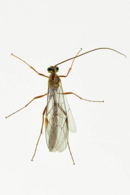 Ophioninae is a subfamily of wasps of the Ichneumonidae family with worldwide distribution.