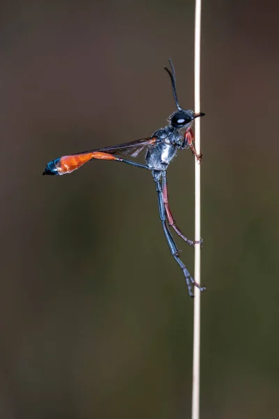 Ammophila - Ammophila is the type genus of the subfamily Ammophilinae of wasps in the family Sphecidae. — Φωτογραφία Αρχείου