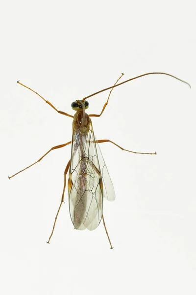 Ophioninae is a subfamily of wasps of the Ichneumonidae family with worldwide distribution. — Stock Photo, Image