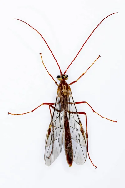 Ophioninae is a subfamily of wasps of the Ichneumonidae family with worldwide distribution. — Stok fotoğraf