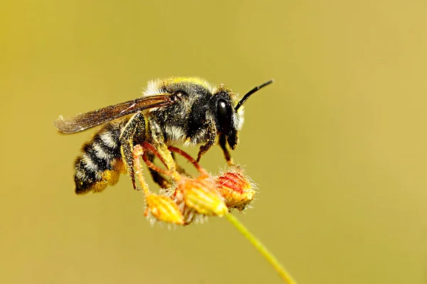 Megachile is a genus of bees in the family Megachilidae — стоковое фото