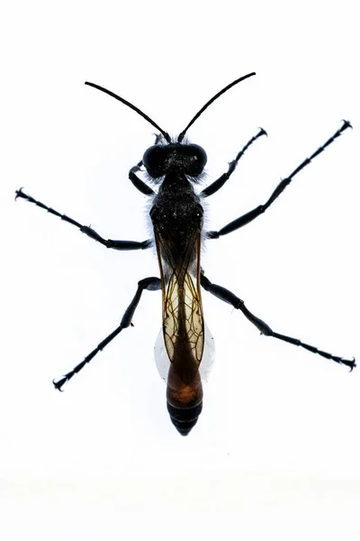 The sphecids are a family of hymenoptera apocrites. — Stock Photo, Image