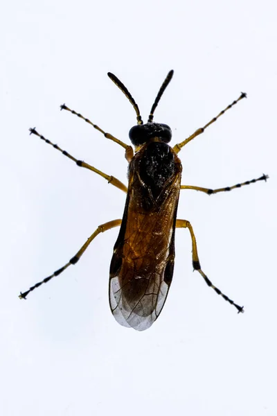 Symphyta are a suborder of Hymenoptera, probably paraphyletic. — Stockfoto