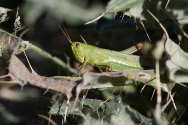 Orthoptera are paurometabolic insects with chewy mouthparts.