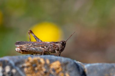 Orthoptera are paurometabolic insects with chewy mouthparts.