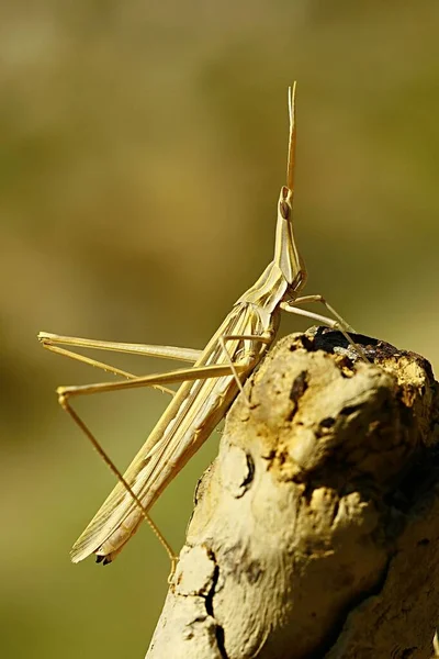 Orthoptera are paurometabolic insects with chewy mouthparts. — Photo