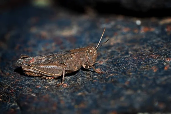 Los ortópteros son insectos paurometabólicos con partes masticables en la boca. —  Fotos de Stock