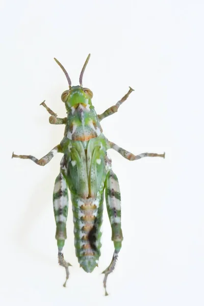 Los ortópteros son insectos paurometabólicos con partes masticables en la boca. — Foto de Stock