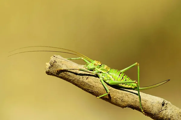 Orthoptera are paurometabolic insects with chewy mouthparts. — Stockfoto