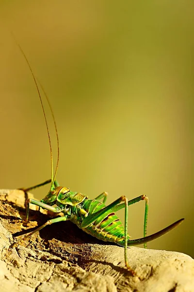 Orthoptera are paurometabolic insects with chewy mouthparts. — Foto Stock