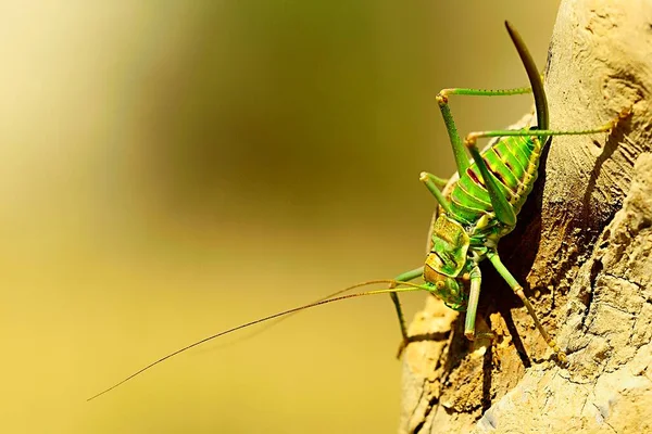 Orthoptera are paurometabolic insects with chewy mouthparts. — Stockfoto