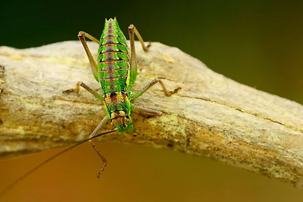 Los ortópteros son insectos paurometabólicos con partes masticables en la boca. —  Fotos de Stock