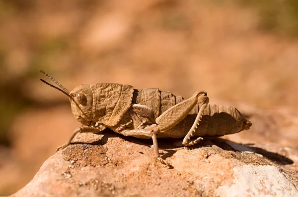 Orthoptera are paurometabolic insects with chewy mouthparts. — Fotografia de Stock