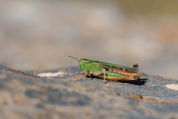 Orthoptera are paurometabolic insects with chewy mouthparts. — Stockfoto