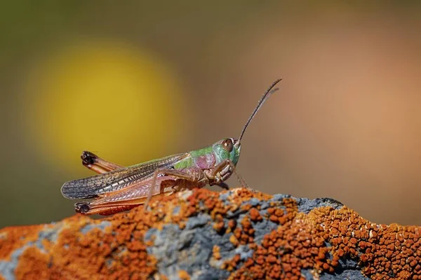 Orthoptera are paurometabolic insects with chewy mouthparts. — Φωτογραφία Αρχείου