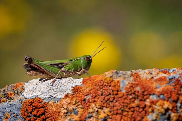Orthoptera are paurometabolic insects with chewy mouthparts. — Stock Photo, Image