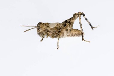 Orthoptera are paurometabolic insects with chewy mouthparts.
