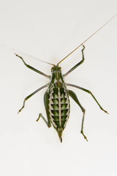 Orthoptera are paurometabolic insects with chewy mouthparts. — 스톡 사진
