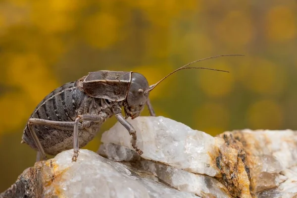 Orthoptera are paurometabolic insects with chewy mouthparts. — Stock Photo, Image