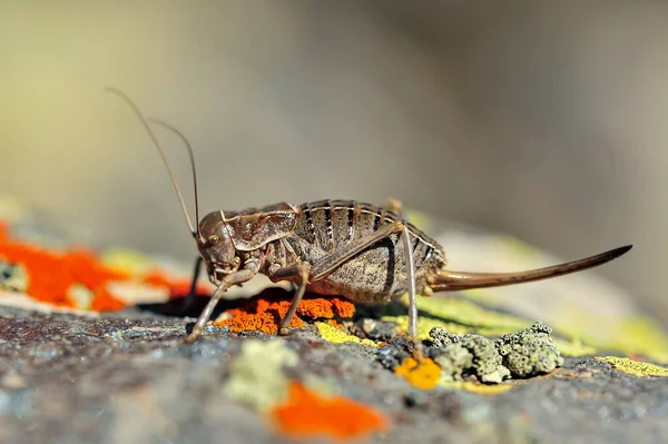 Orthoptera are paurometabolic insects with chewy mouthparts. — Stockfoto