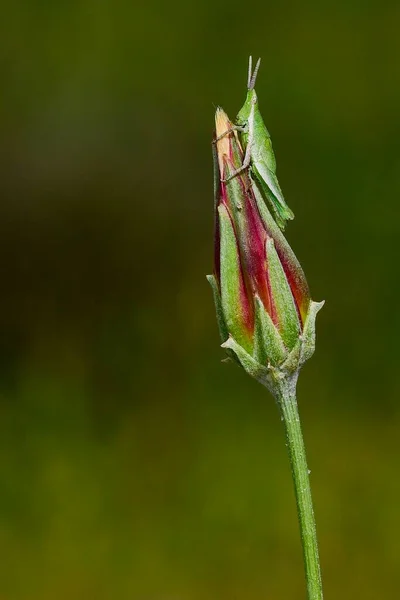Orthoptera are paurometabolic insects with chewy mouthparts. — 图库照片