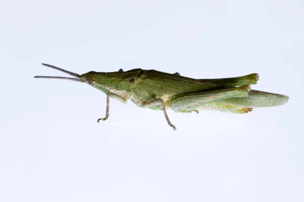 Orthoptera are paurometabolic insects with chewy mouthparts. — Stok fotoğraf