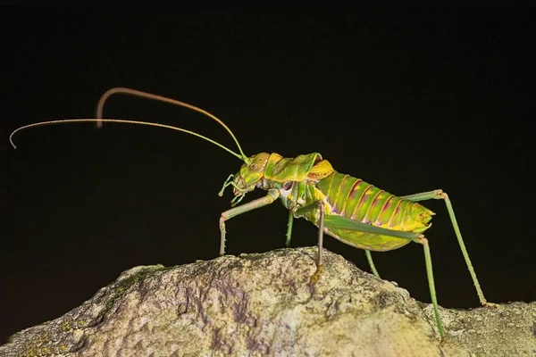 Orthoptera are paurometabolic insects with chewy mouthparts. — 스톡 사진