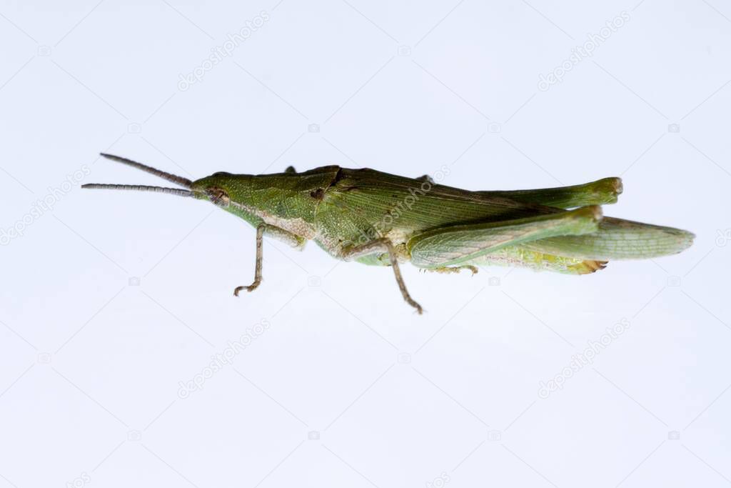 Orthoptera are paurometabolic insects with chewy mouthparts.