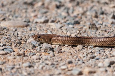 Reptiles in their natural environment.