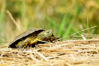 Reptiles in their natural environment.
