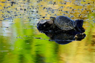 Reptiles in their natural environment.