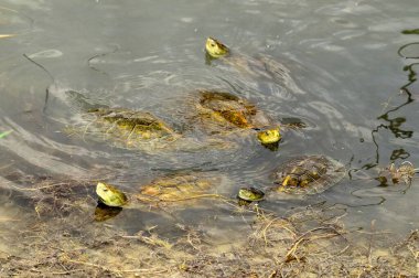 Reptiles in their natural environment.