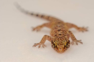 Reptiles in their natural environment.