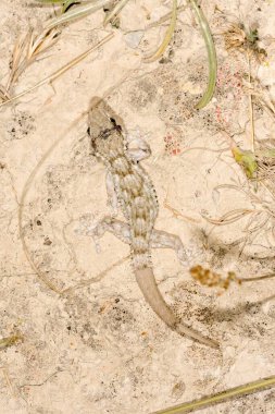 Reptiles in their natural environment.