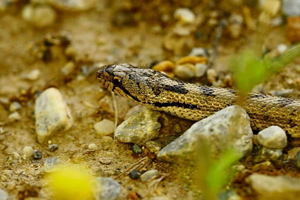 Reptiles in their natural environment. — Fotografia de Stock